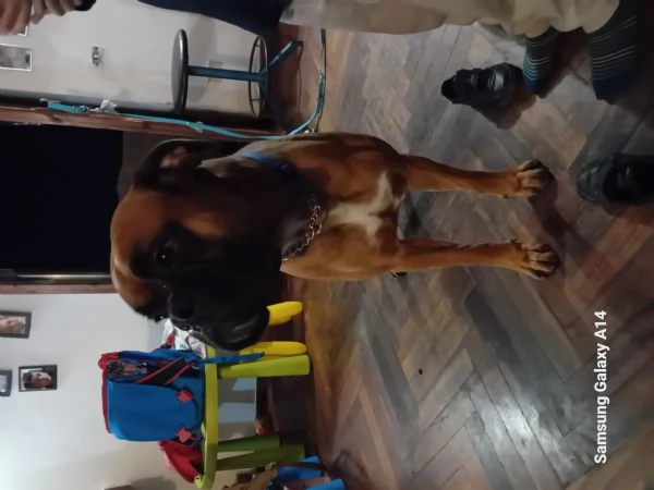 Cedo in regalo cane boxer a febbraio 3 anni