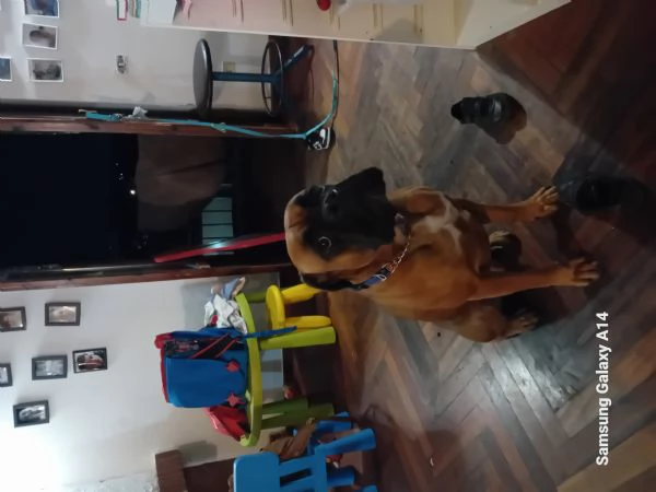 Cedo in regalo cane boxer a febbraio 3 anni | Foto 0