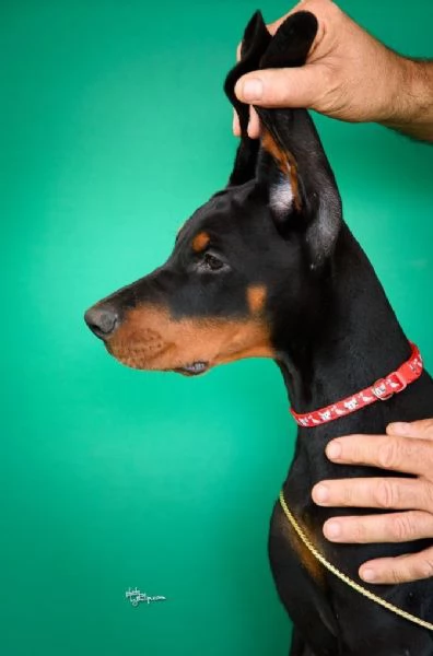 Cuccioli di Doberman in vendita | Foto 4