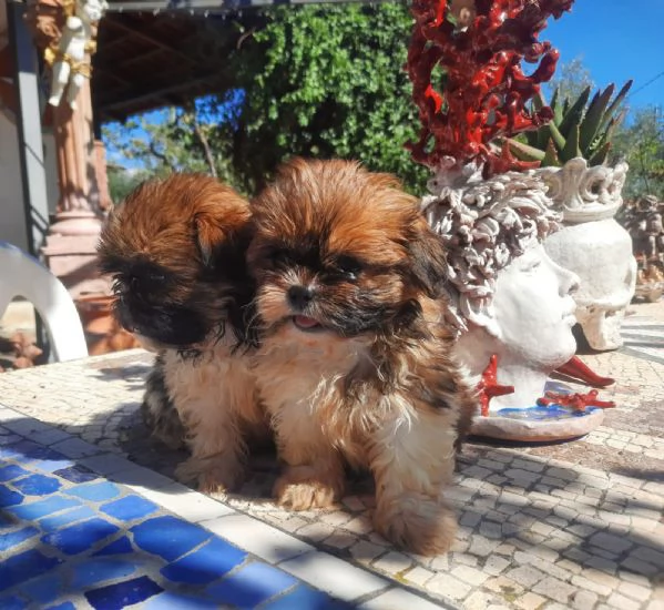 Cuccioli di cane Shih Tzu | Foto 0