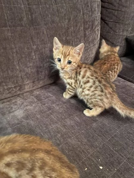 Cuccioli Gatto Bengala disponibili