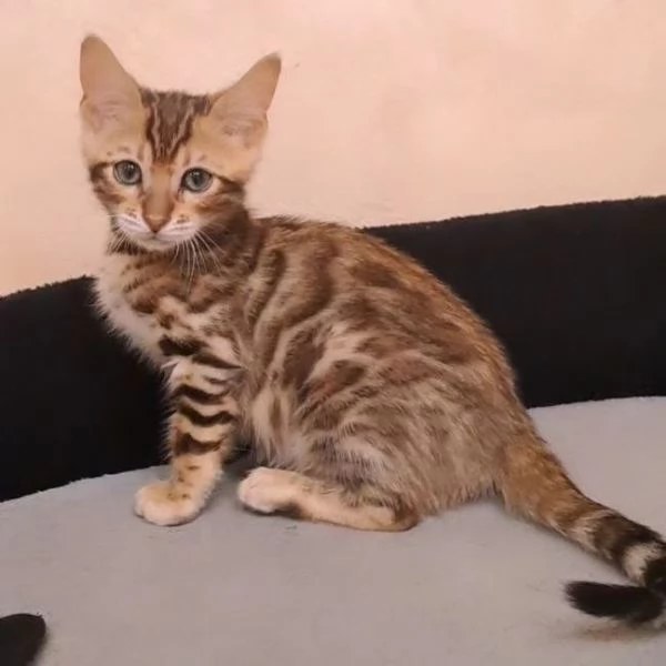 Cuccioli gatto del Bengala