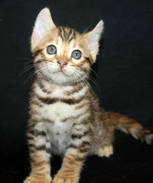 cuccioli bengal