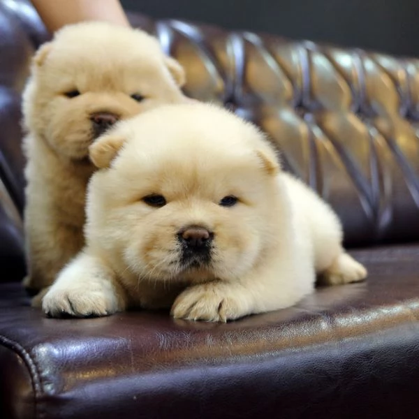 Cuccioli di Chow Chow pronti per una nuova casa 