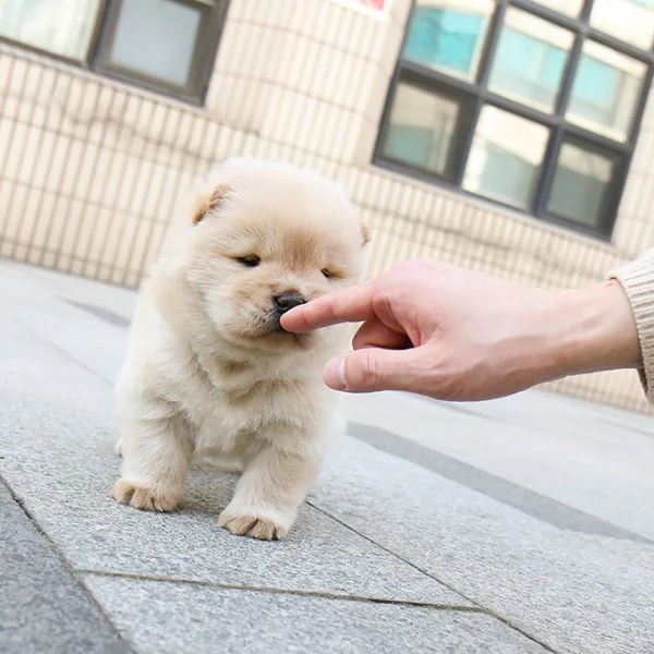 Cuccioli di Chow Chow pronti per una nuova casa 