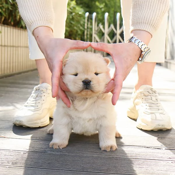 Cuccioli di Chow Chow pronti per una nuova casa  | Foto 0