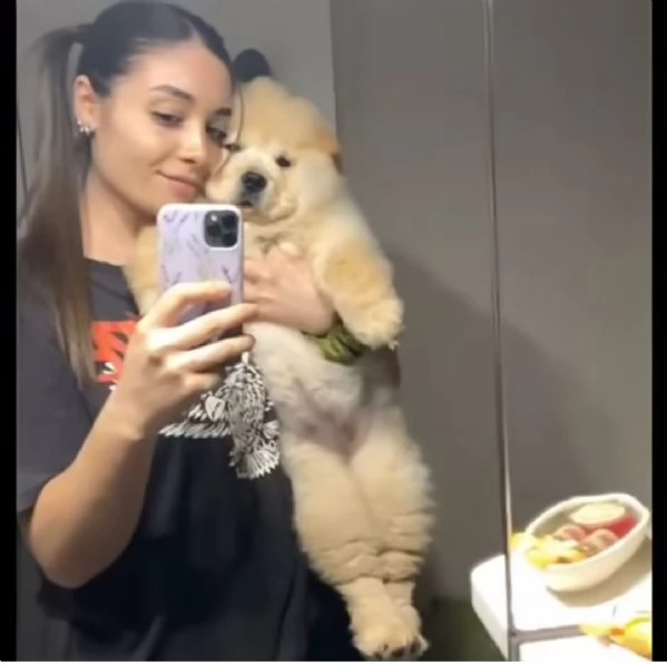 Cuccioli di Chow Chow pronti per una nuova casa  | Foto 0