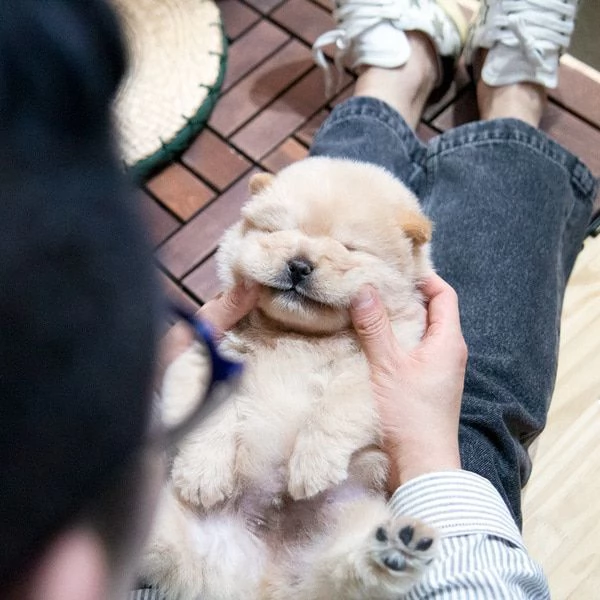 Cuccioli di Chow Chow pronti per una nuova casa  | Foto 0