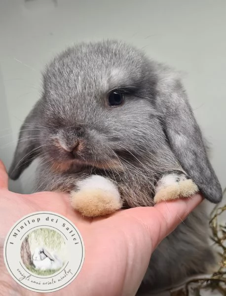 Cuccioli coniglio Minilop | Foto 1