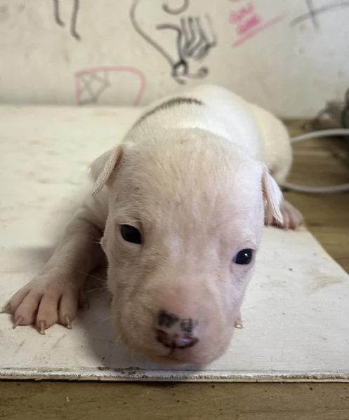 Cuccioli Amstaff  | Foto 3