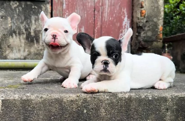 Cuccioli di bulldog francese | Foto 2