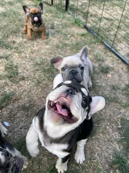 Vendo cuccioli di bulldog francese di ottima qualit | Foto 5