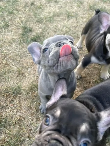 Vendo cuccioli di bulldog francese di ottima qualit | Foto 4