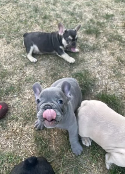 Vendo cuccioli di bulldog francese di ottima qualit | Foto 3