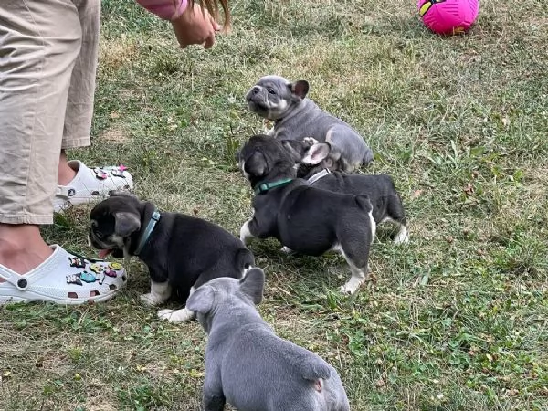 Vendo cuccioli di bulldog francese di ottima qualit | Foto 1