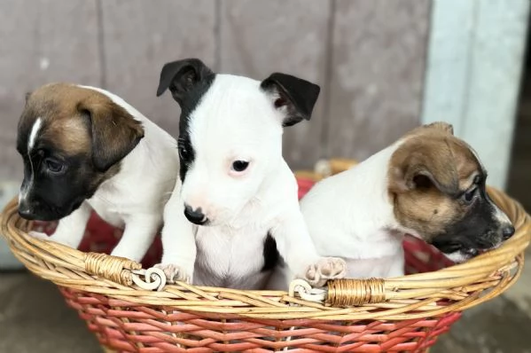 Cuccioli Jack Russell