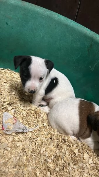 Cuccioli Jack Russell | Foto 3