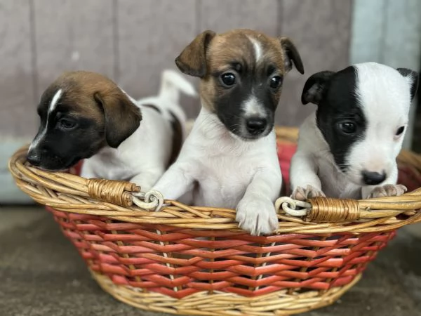 Cuccioli Jack Russell | Foto 1