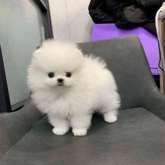 Bellissimo maschio pomeraniano Whatsapp 380 67 309 3291