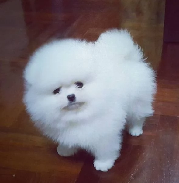 Bellissimo maschio pomeraniano Whatsapp 380 67 309 3291