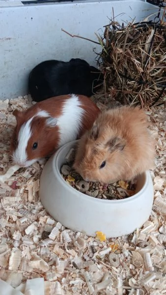 Cavia peruviana 