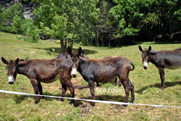 Vendiamo Asini e Fattrici di vario tipo ed et | Foto 4