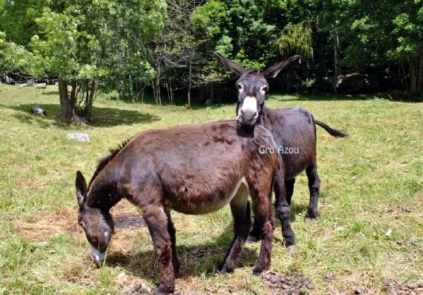 Vendiamo Asini e Fattrici di vario tipo ed et | Foto 1