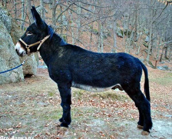 Vendiamo Asini e Fattrici di vario tipo ed et | Foto 0