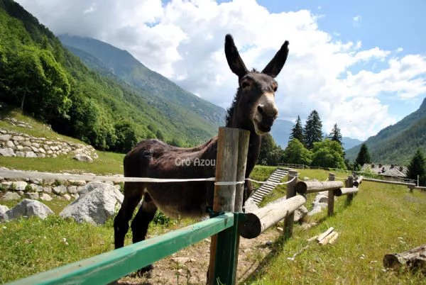 Vendiamo Asini e Fattrici di vario tipo ed et