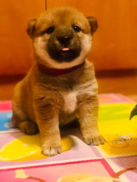 Shiba Inu con pedigree