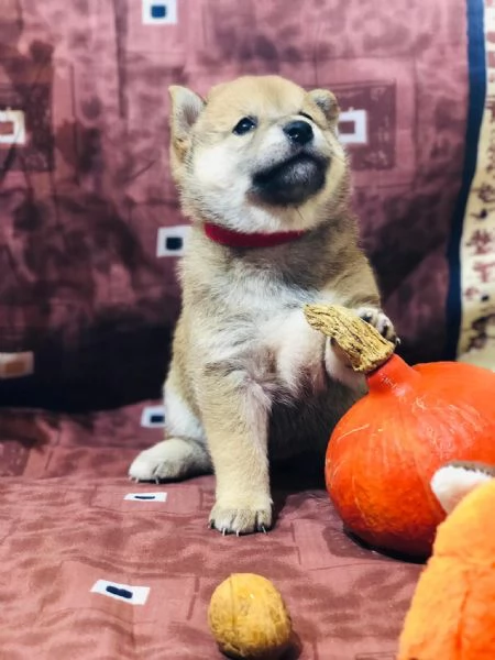 Disponibili due cucciole Shiba Inu