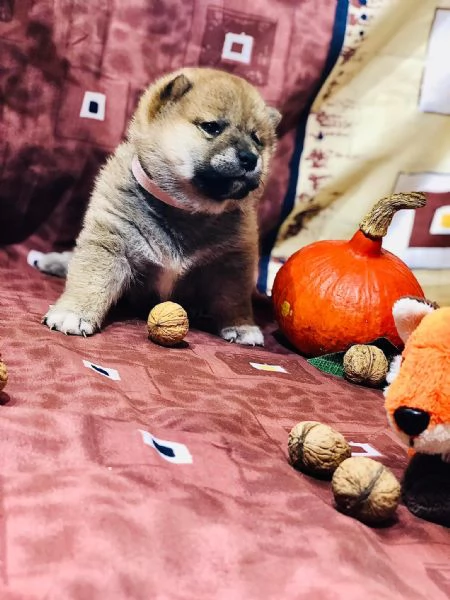 Disponibili due cucciole Shiba Inu | Foto 0