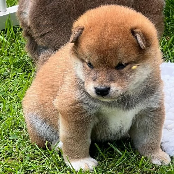 Cuccioli di Shiba Inu