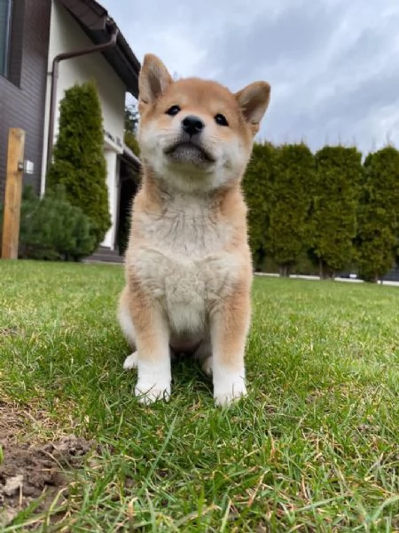 Cuccioli shiba inu