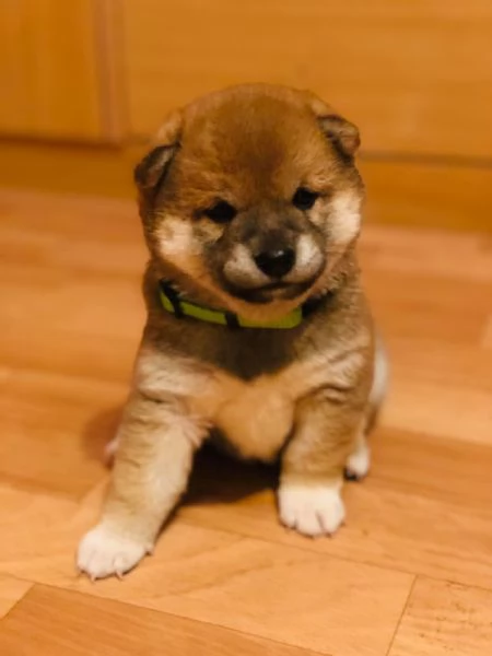 Cuccioli di shiba inu 3 mesi