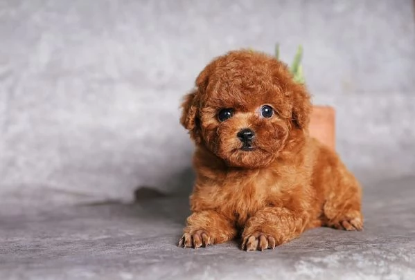 CUCCIOLI DI CANE BARBONCINO TOY