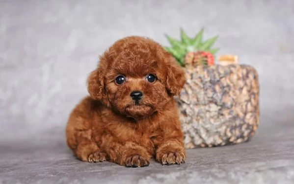 CUCCIOLI DI CANE BARBONCINO TOY | Foto 0