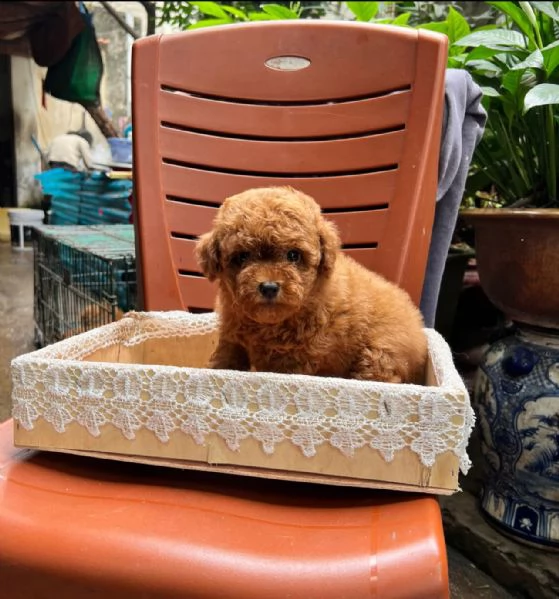 CUCCIOLI DI BARBONCINO TAGLIA TOY | Foto 0