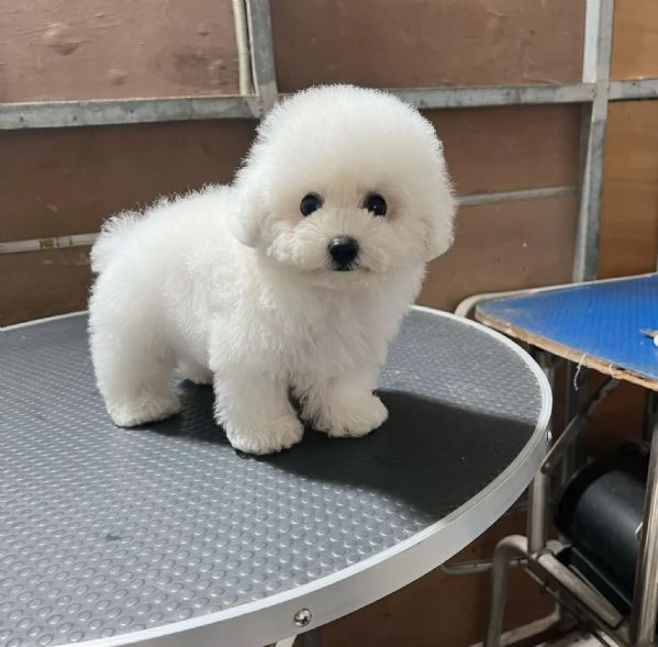 Cuccioli di Barboncini taglia piccola