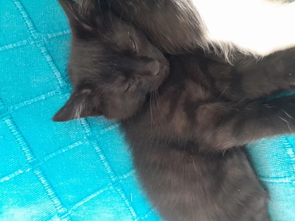 Cuccioli di gatti neri e pezzati di pi  di 2 mesi | Foto 2