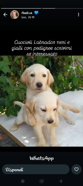 Cuccioli Labrador gialli e neri