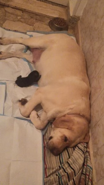 Cuccioli Labrador gialli e neri | Foto 1