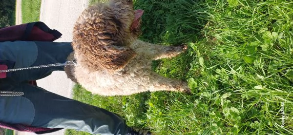 Lagotto romagnolo