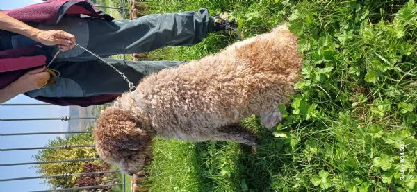 Lagotto romagnolo | Foto 0