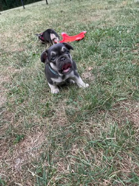 Bellissimo cucciolo di bulldog francese in vendita | Foto 0