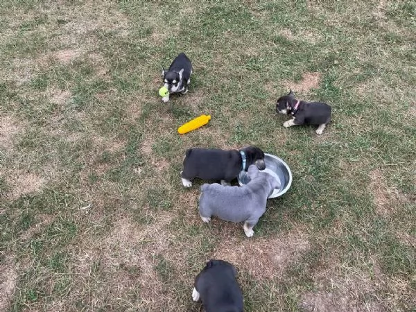 Cuccioli di bulldog francese stupendi in cerca di adozione | Foto 2