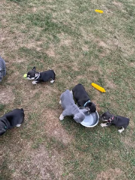 Cuccioli di bulldog francese stupendi in cerca di adozione | Foto 0