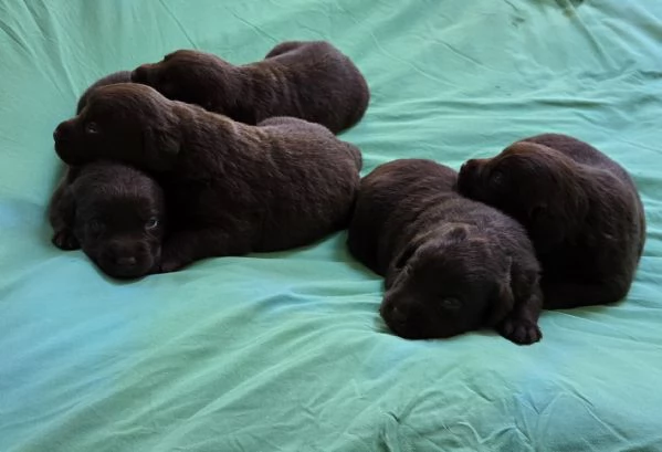 CUCCIOLI DI LABRADOR CHOCOLATE