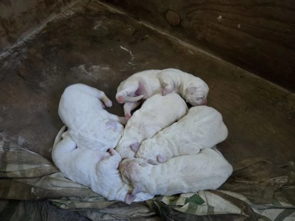 Cuccioli pastore maremmano  | Foto 1