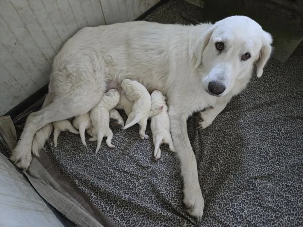 Cuccioli pastore maremmano 